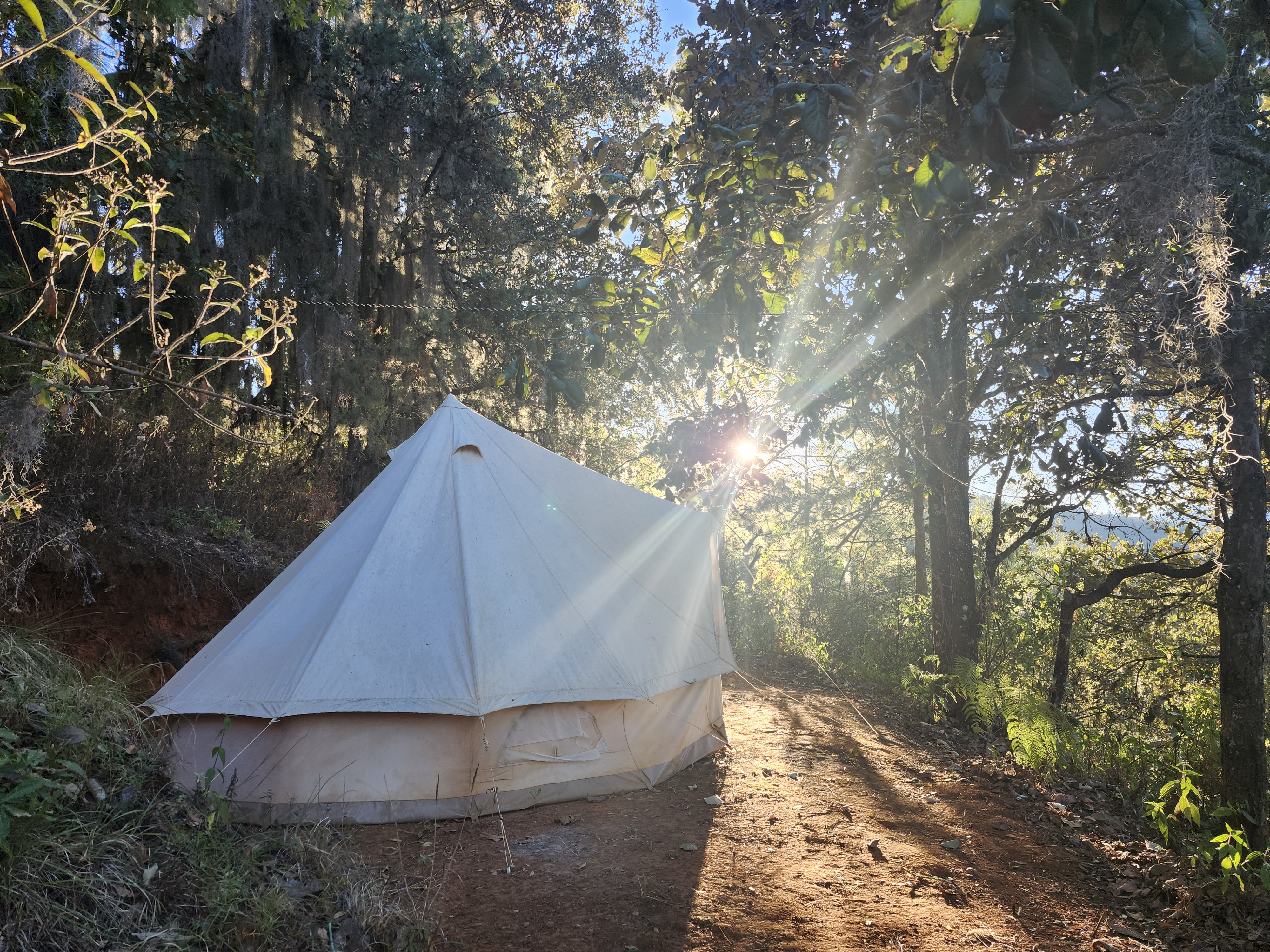 Yurta en el bosque